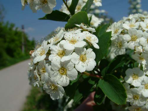 09.DSCF8629
