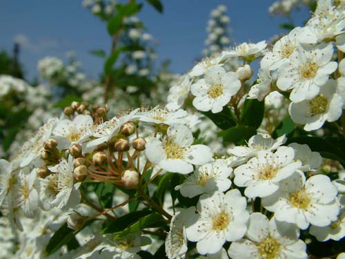 10.DSCF8734