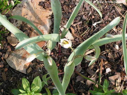 garten019