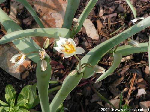 garten020