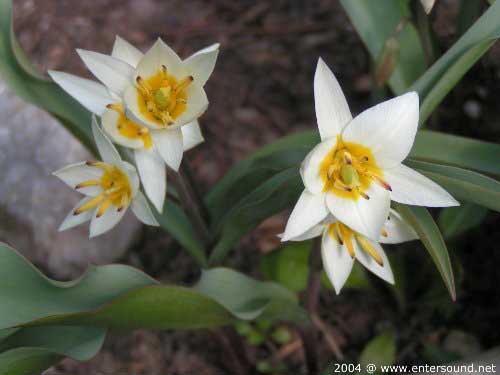 garten025
