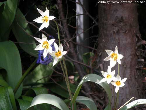 garten026