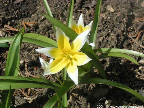 garten027