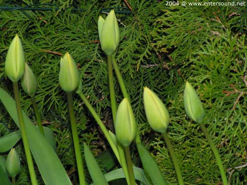 garten037