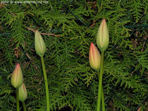 garten038
