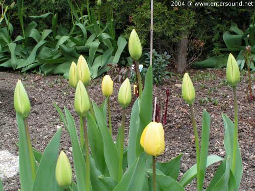 garten039