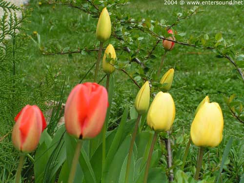garten041
