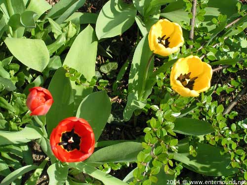 garten044