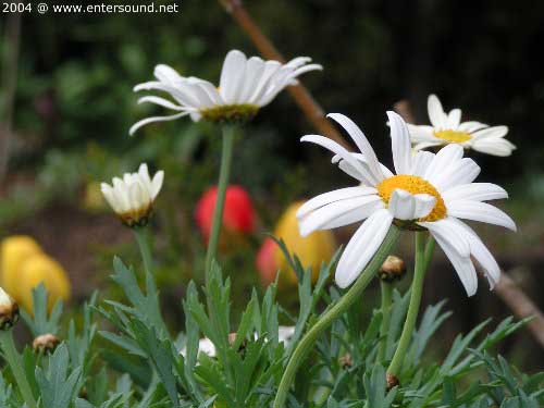 garten045