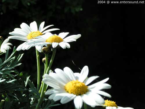 garten046