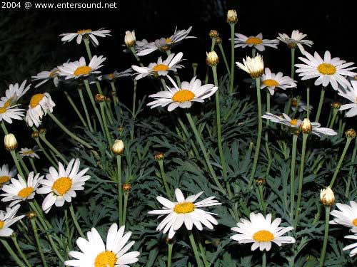 garten047