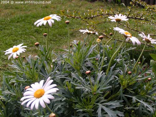 garten048