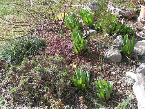 garten049