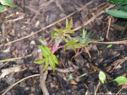 garten052