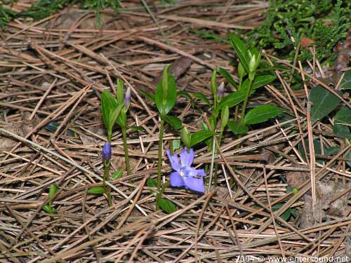 garten054