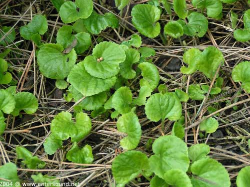 garten055
