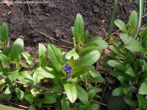 garten057