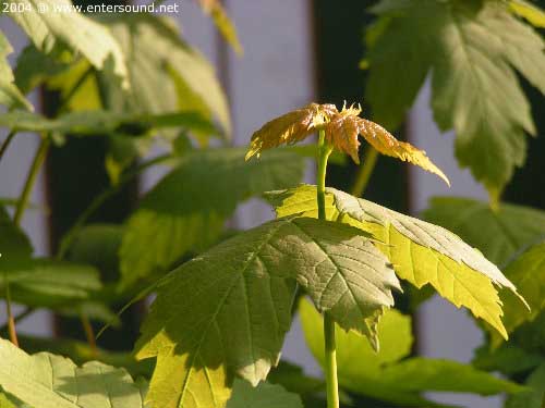 garten059