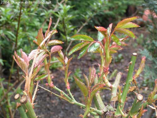 garten060