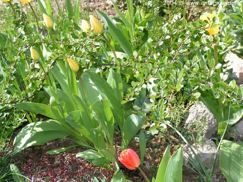 garten062