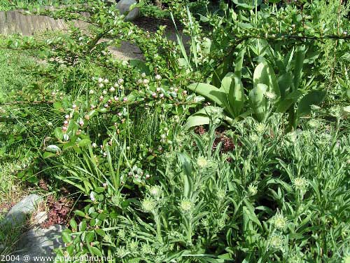 garten063