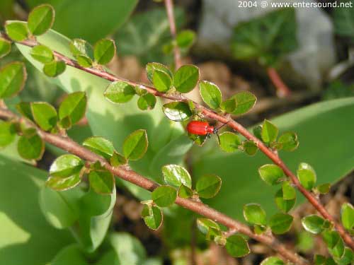 garten064