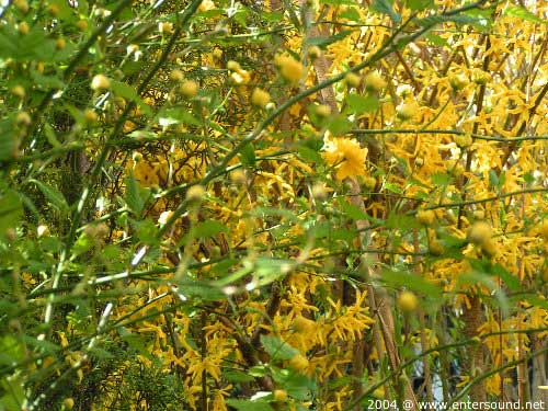 garten067