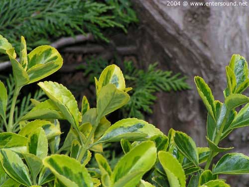 garten068
