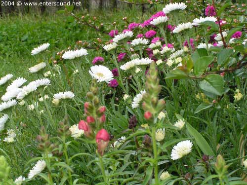 garten074