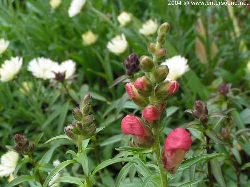 garten075