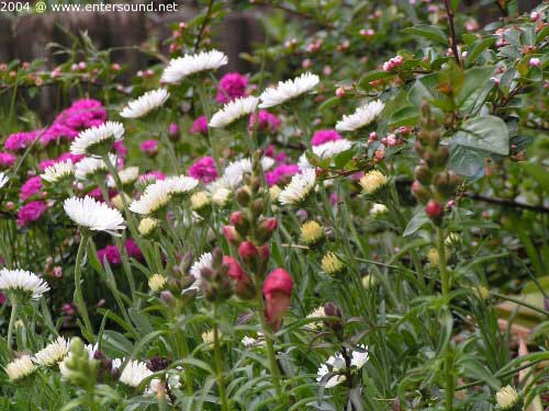 garten076