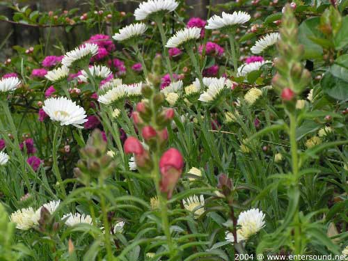 garten077