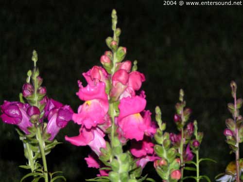 garten081