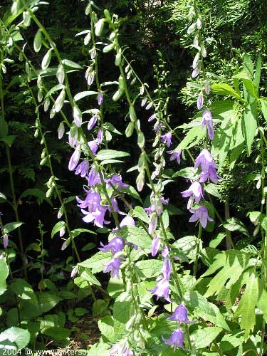 garten086