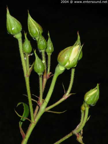 garten087