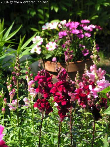 garten089