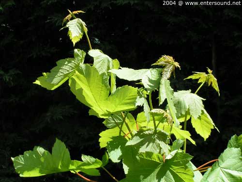 garten092