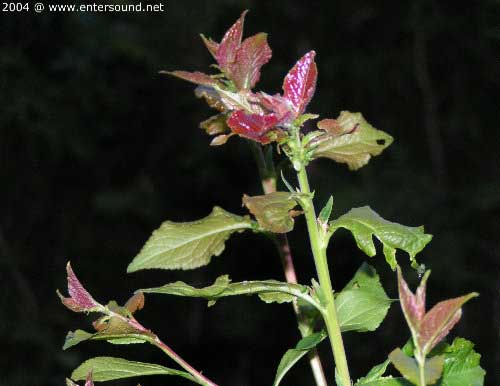 garten094