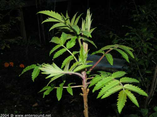 garten096