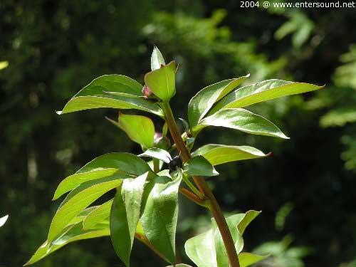 garten099