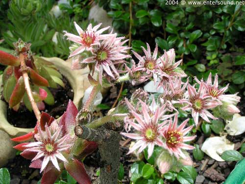 garten106