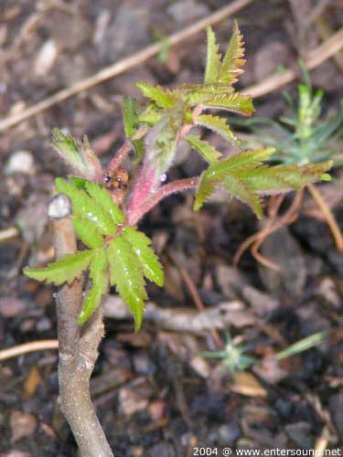 garten109