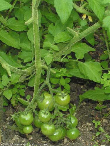 garten111
