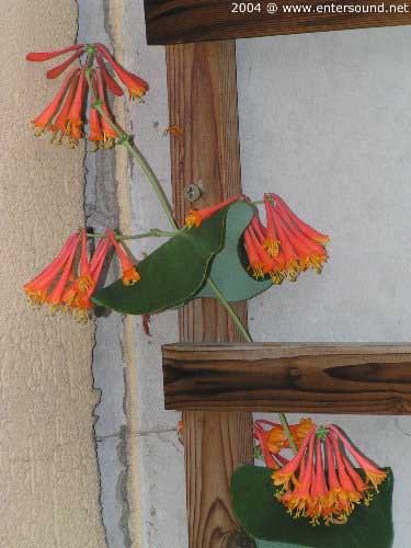 garten115