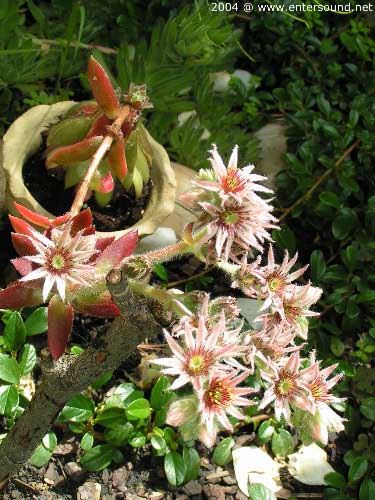 garten116