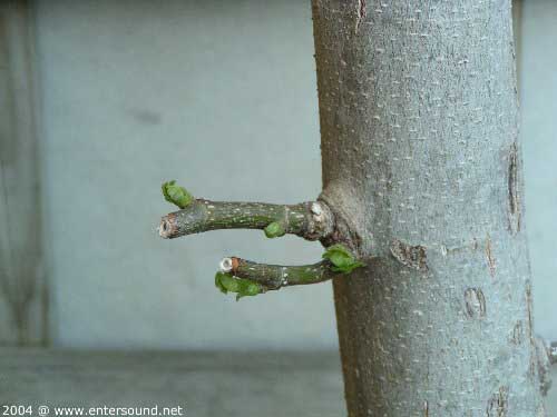 garten121