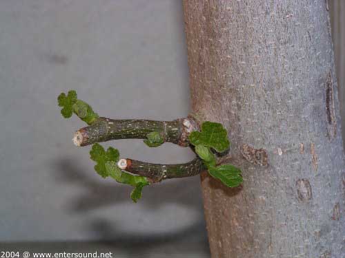 garten122