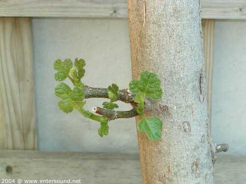 garten123