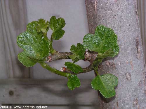 garten125