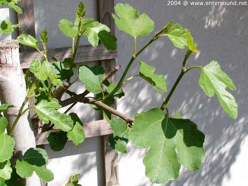 garten126